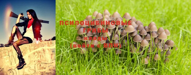 наркотики  Каменногорск  ОМГ ОМГ как войти  Галлюциногенные грибы MAGIC MUSHROOMS 